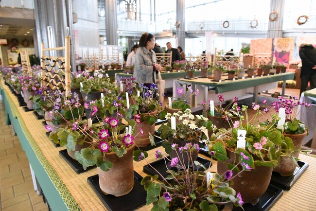 雪割草まつりを開催します（国営越後丘陵公園）