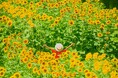 夏休みの思い出をつくろう！ヒマワリ見頃＆「サマーフェスタ」開催中！（国営讃岐まんのう公園）