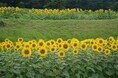 ヒマワリ畑・迷路、満開です！【国営アルプスあづみの公園　堀金・穂高地区】