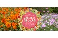 「秋・コスモスの花フェスタ」開催中!【国営アルプスあづみの公園 堀金・穂高地区】