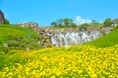澄み渡る秋空に映える「キバナコスモス“レモンブライト”」見頃です(国営讃岐まんのう公園)