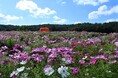 コスモスまつり開催(国営越後丘陵公園)