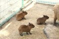 カピバラ三つ子ちゃん誕生!【国営海の中道海浜公園】