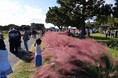 ミューレンベルギア・カピラリスまもなく見頃!【国営海の中道海浜公園】