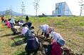 鎮魂と未来への願いを込めて スイセンの球根を植栽します(岩手県立高田松原津波復興祈念公園)