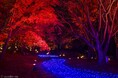 ライトアップ&イルミネーション「紅葉見ナイト」開催します!(国営武蔵丘陵森林公園)