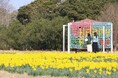 スイセン、ウメ見頃です【国営海の中道海浜公園】
