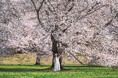 公園が花に彩られる季節が到来!「フラワーフェスティバル2025」を開催します!(国営昭和記念公園)