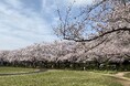 【足立区花畑公園】さくらを見に行こう!