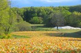 ~うららかな春を満喫~「HAPPY SPRING FESTA 2025」開催します(国営武蔵丘陵森林公園)