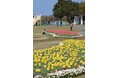 春本番!チューリップ見頃【国営海の中道海浜公園】