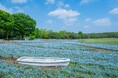 20万本のネモフィラが見頃を迎えています!(国営昭和記念公園)