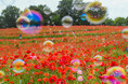 花の丘 シャーレーポピーとカスミソウ見頃(国営昭和記念公園)