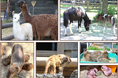 動物の森 ベビーラッシュ到来!【国営海の中道海浜公園】