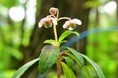 オオウメガサソウが開花しました(国営ひたち海浜公園)