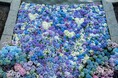 紫陽花さんぽ2025開催(国営昭和記念公園)