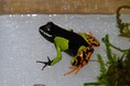 あめあめ ふれふれ カエル展【国営アルプスあづみの公園 堀金・穂高地区】