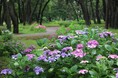 アジサイ見頃【国営海の中道海浜公園】