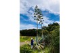 アオノリュウゼツラン開花