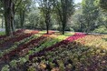コリウス&ヒマワリが見頃を迎えています(国営武蔵丘陵森林公園)