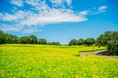 コスモスまつり2025開催(国営昭和記念公園)