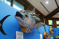 魚魚展開催中!【国営アルプスあづみの公園 堀金・穂高地区】