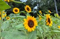 新宿中央公園 ひまわり散歩