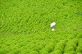 一面に広がる夏色の丘 緑葉コキアが見頃です(国営ひたち海浜公園)
