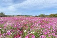 うみなか*はなまつり2025 開催【公営海の中道海浜公園】