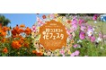 「秋・コスモスの花フェスタ」開催!【国営アルプスあづみの公園 堀金・穂高地区】