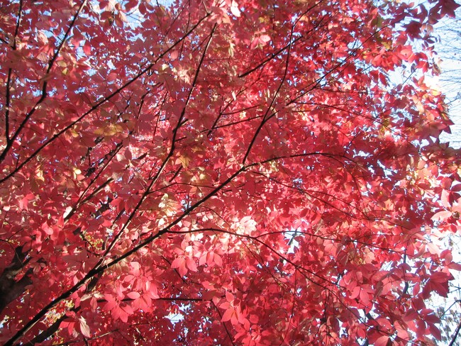 紅葉時の色は珍しいサーモンピンク。