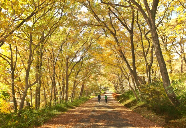 晩秋は里山を代表する樹木「コナラ」の黄葉が見事です