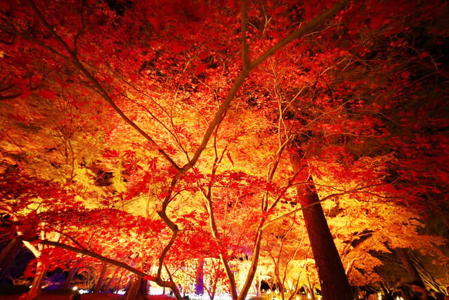 紅葉の最盛期にはカエデ園が真っ赤に染まります。（フォトコンテスト応募作品）