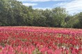 「羽毛ゲイトウ」見頃です(国営武蔵丘陵森林公園)