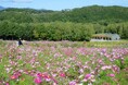 【心弾むカラフルな滝野の秋♪】コスモス引き続き見頃!&「たきの紅葉まつり」10/4(土)~10/26(日)開催!(国営滝野すずらん丘陵公園)