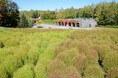 【コキア新色登場!】グラデーションコキアまもなく見頃!(国営滝野すずらん丘陵公園)