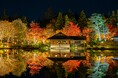 黄葉・紅葉まつり&秋の夜散歩2025開催(国営昭和記念公園)