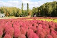 コキア紅葉見頃!&『たきの紅葉まつり』開催中!(10/4~10/26)【滝野すずらん丘陵公園】