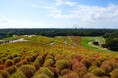 コキア “紅葉始め” となりました(国営ひたち海浜公園)