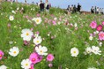 コスモスまもなく見頃です。（国営ひたち海浜公園）