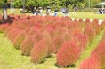 コキア紅葉見頃【国営海の中道海浜公園】