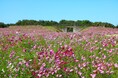 コスモス見頃【国営海の中道海浜公園】