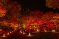 幻想的な紅葉の帳 『紅葉見ナイト』まもなく開催します（国営武蔵丘陵森林公園）