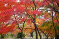 ～紅葉の帳が下りる森～紅葉が見頃を迎えました（国営武蔵丘陵森林公園）