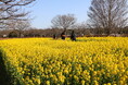 一面黄色に染まる菜の花畑【国営海の中道海浜公園】