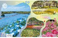 春のフラワーリレー「Flowering2026」を開催！（国営ひたち海浜公園）