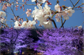 新宿中央公園の桜・夜桜ライトアップ