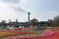チューリップ見頃（国営木曽三川公園　木曽三川公園センター）