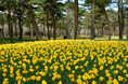 春の足音、スイセンまもなく見頃（国営ひたち海浜公園）