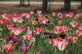 チューリップ見頃【国営海の中道海浜公園】